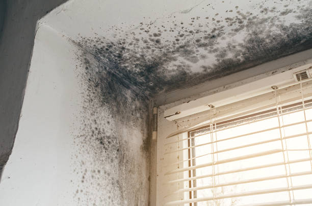 Affordable Attic Mold Remediation solutions in Wingate, NC